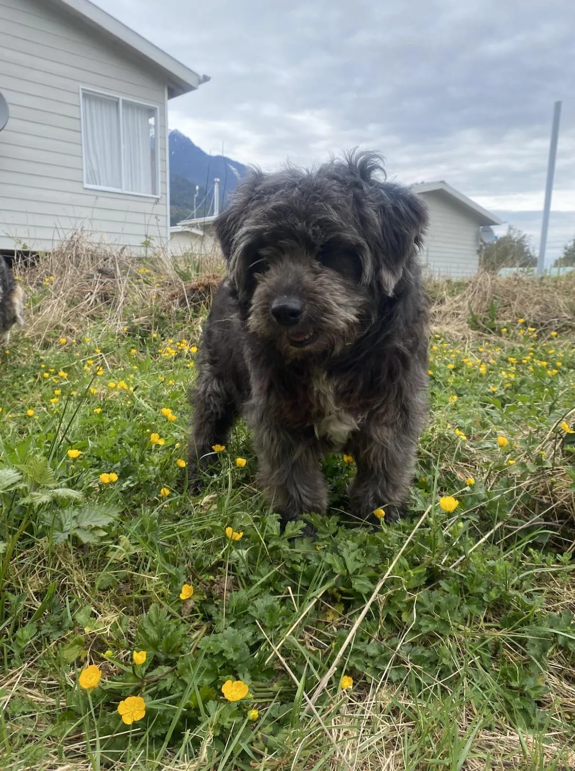 Agradable cabaña para 4 personas en Hornopiren - Foto 3