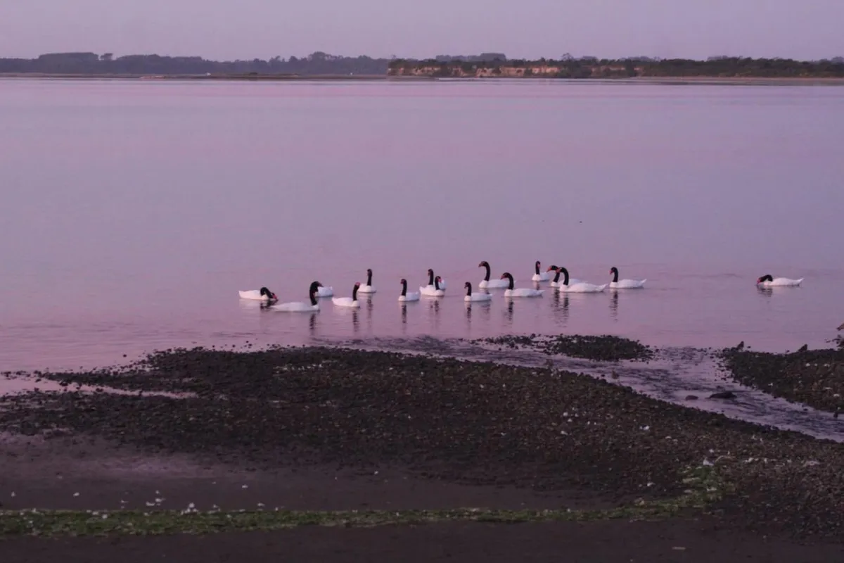 Cabaña en Caulín 1 - Foto 3