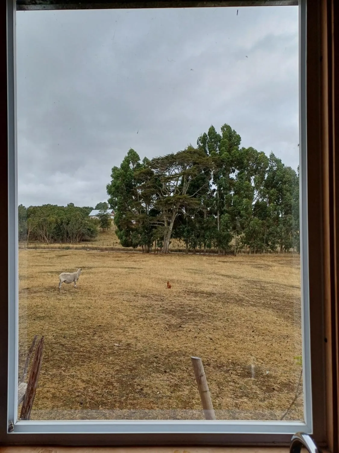 Cabaña Puelche 1 - Foto 3