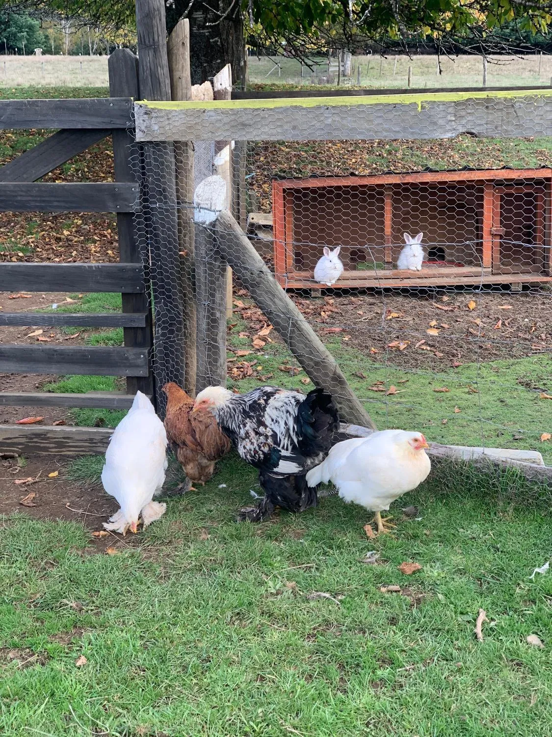 Cabaña y Granja interactiva en Ruta 5 - Foto 3