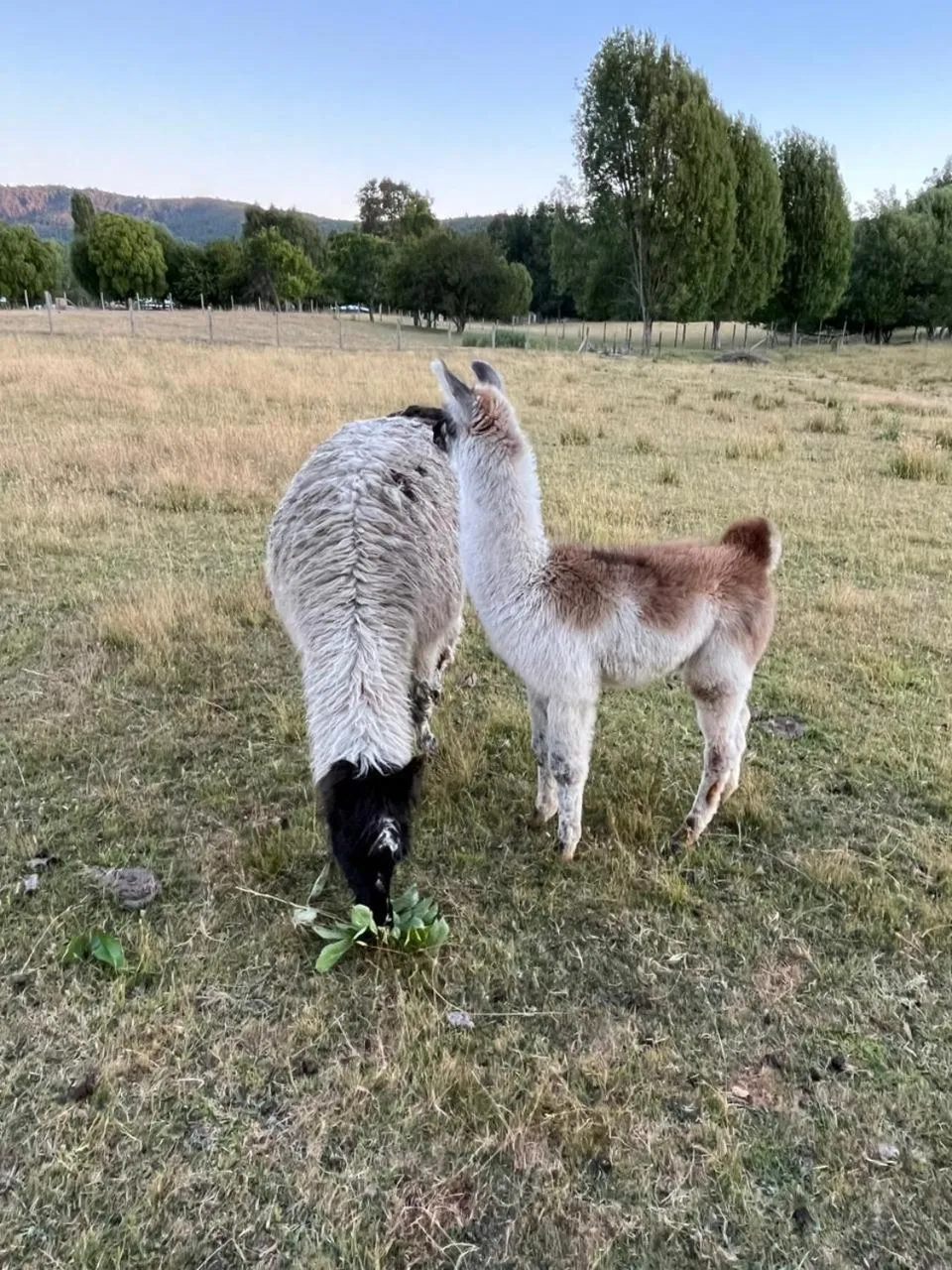 Cabaña y Granja interactiva en Ruta 5 - Foto 4
