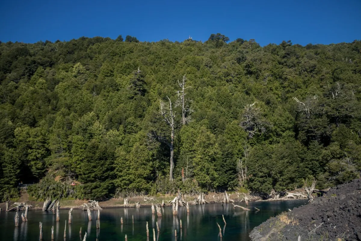 Cabañas Captren Andino, Curacautín - Foto 4