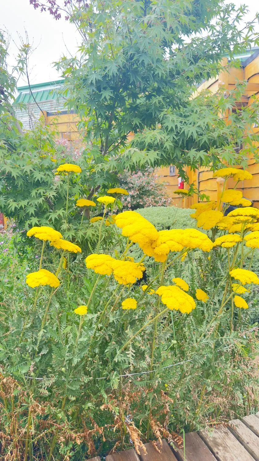 Cabañas Pewma Futrono - Foto 4