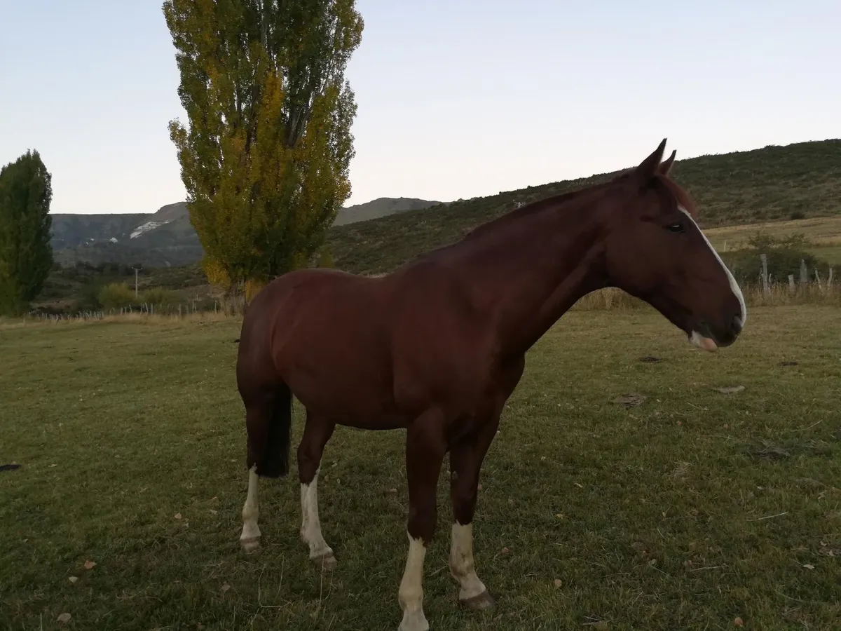 Cabañas Pino Solo, Lonquimay - Foto 2