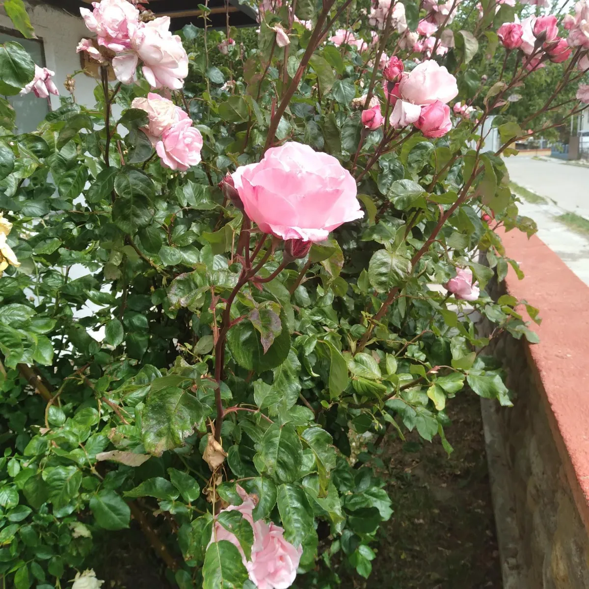 Calfu, Chile Chico - Foto 4