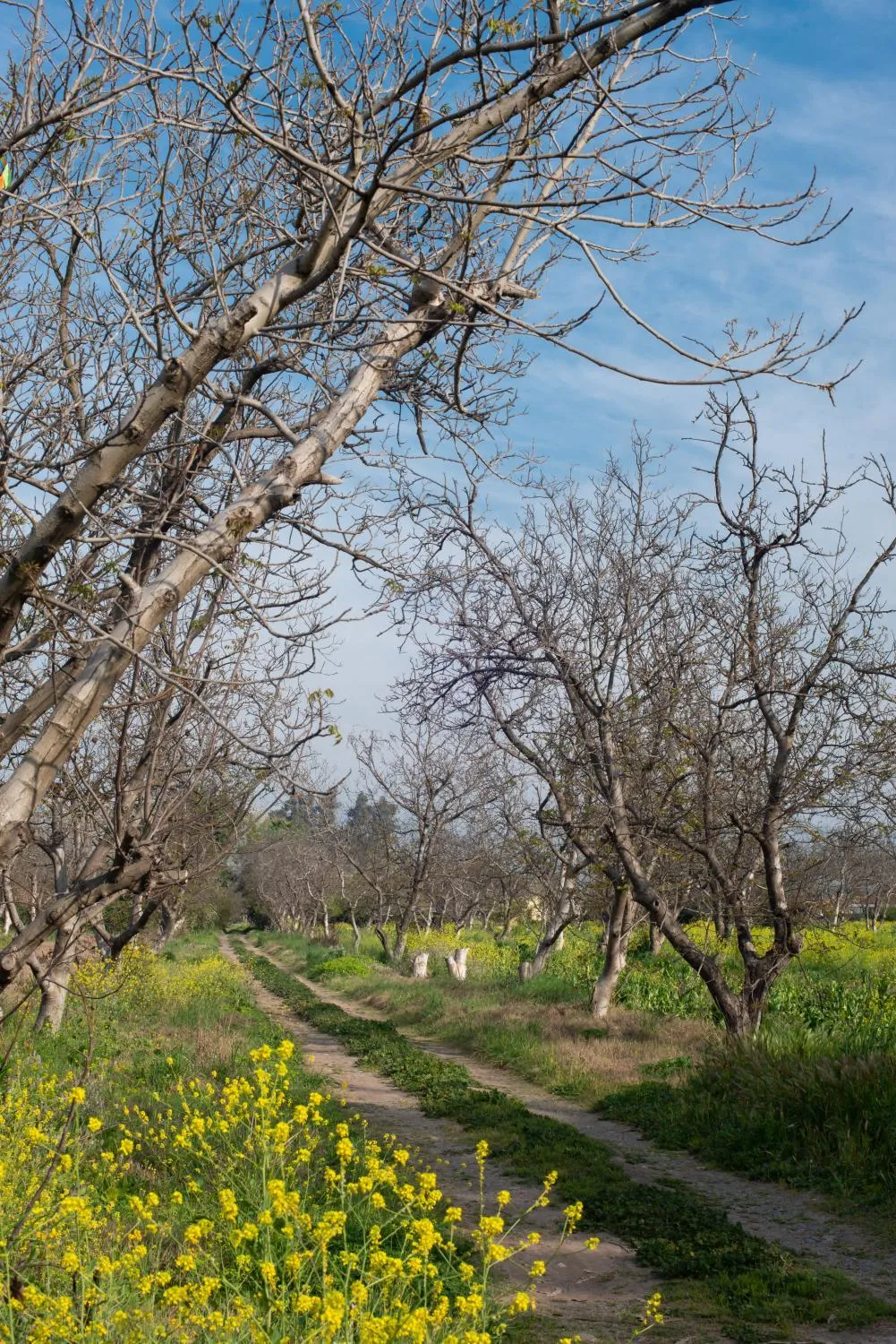 Casa Cielo en Chena Magica - Foto 4