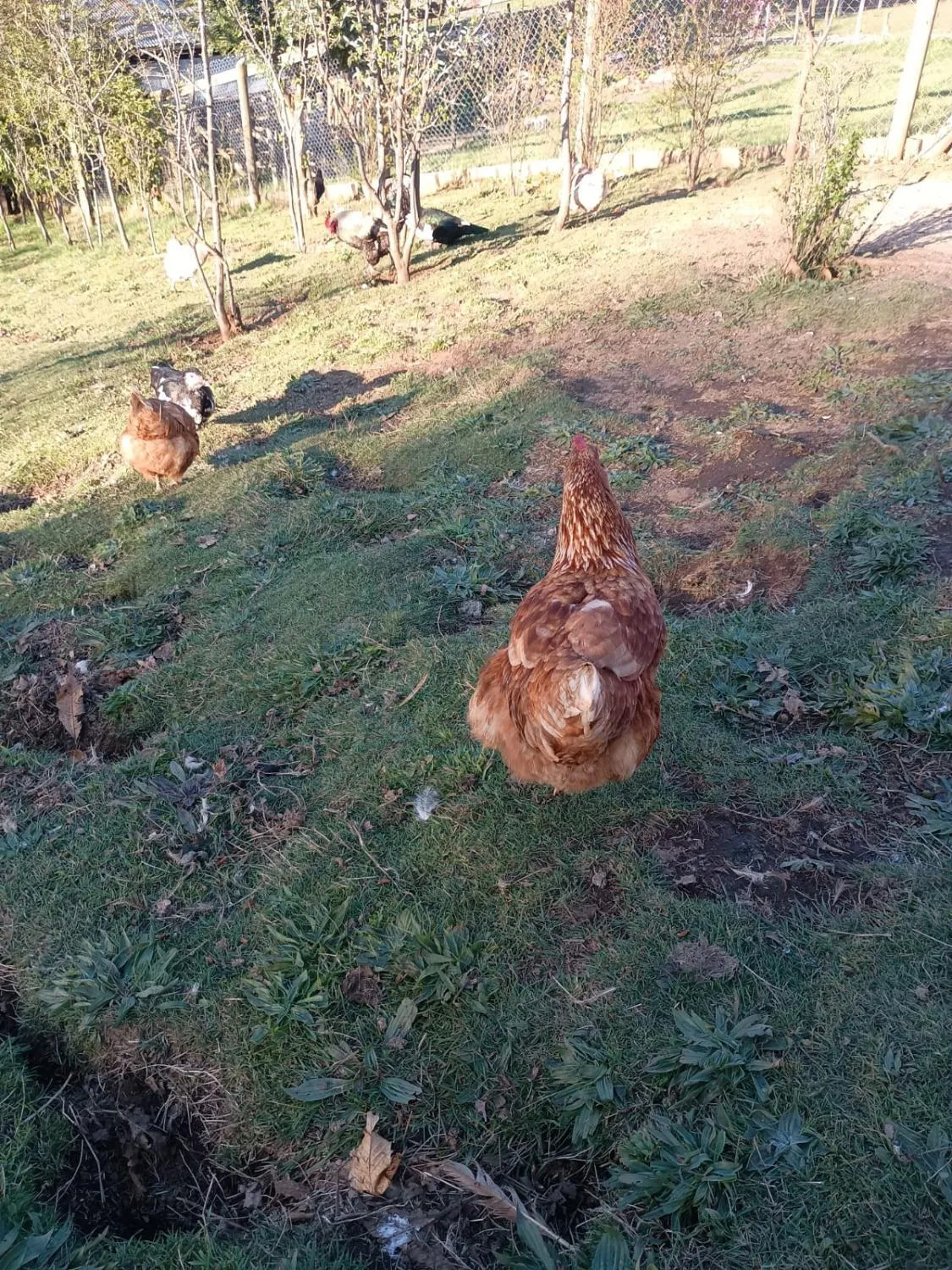 Del valle cabañas - Foto 4