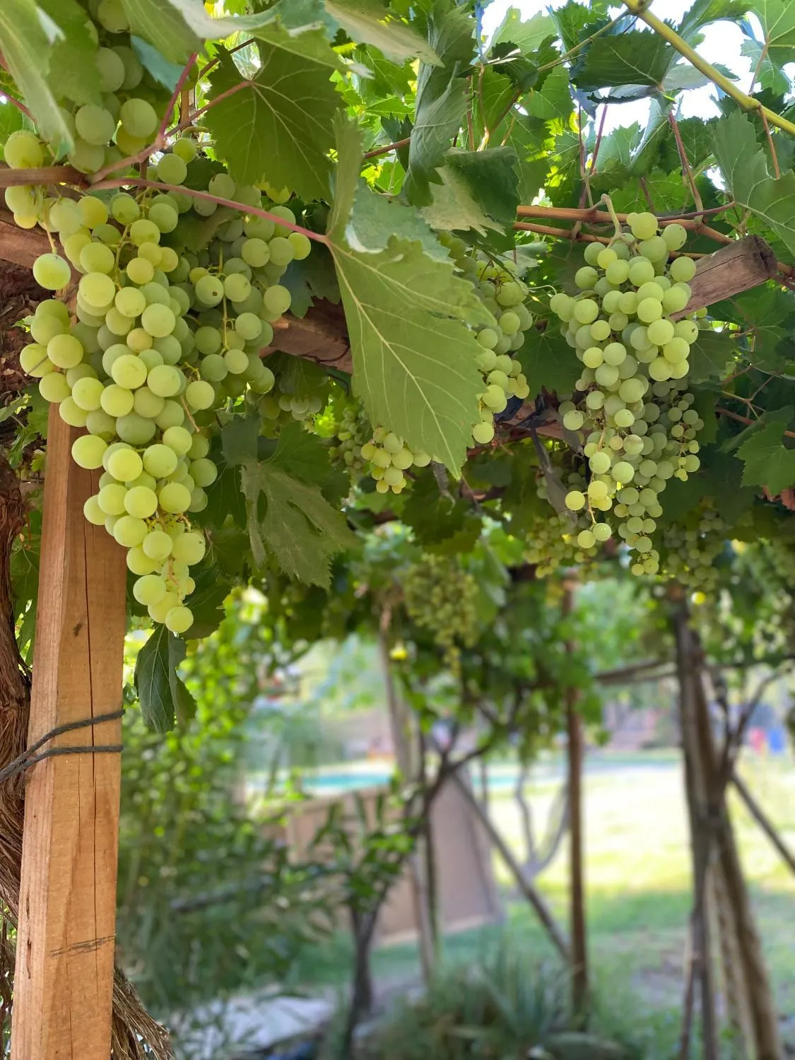 Elqui LU ASPAR - Foto 2