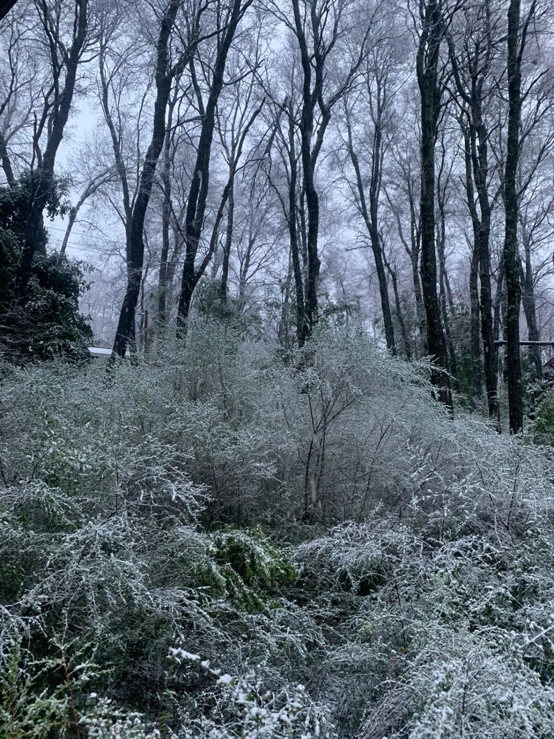 Hermosa Cabaña Rústica Bosque Ámbar - Foto 2