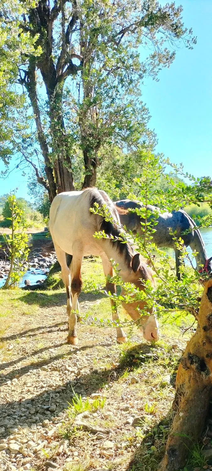 La reserva del Curaco - Foto 2