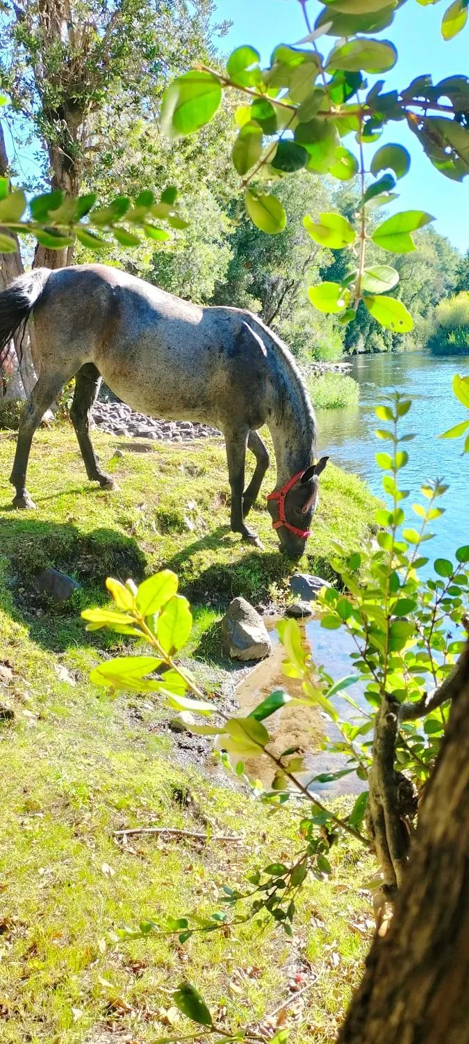 La reserva del Curaco - Foto 3