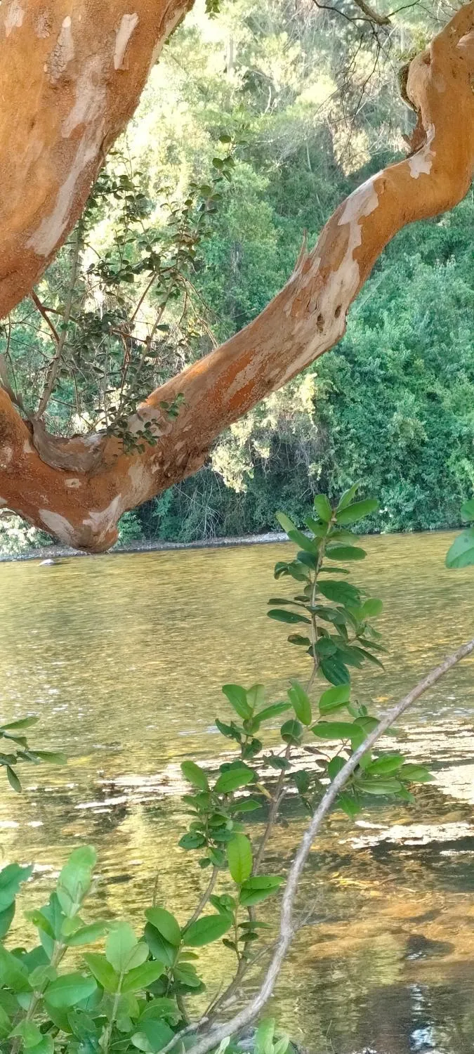 La reserva del Curaco - Foto 4