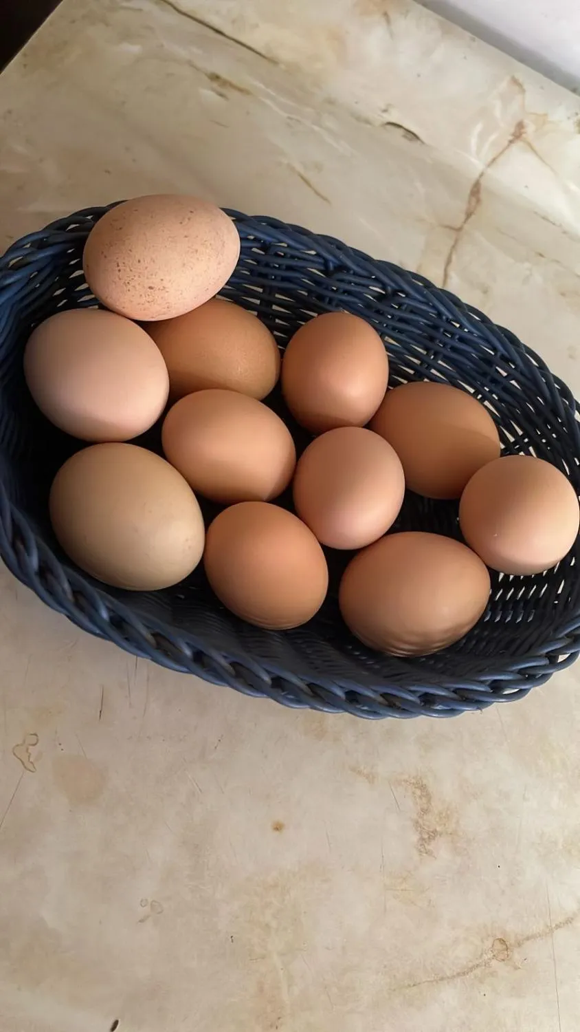 Molina, cerca de 7 Tazas, campo con animales - Foto 3