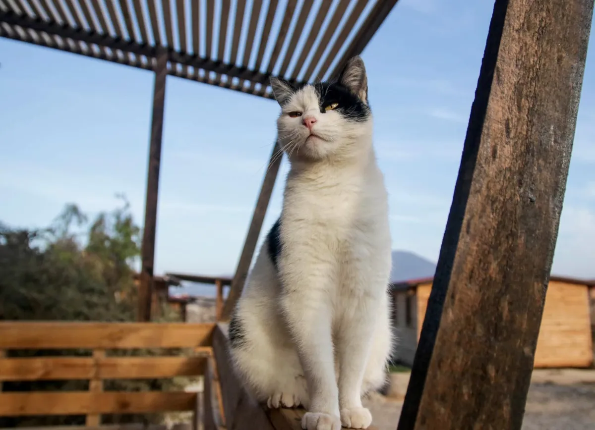 Ocho Aguilas Eco Lodge en Guanaqueros - Cabaña para 4 personas