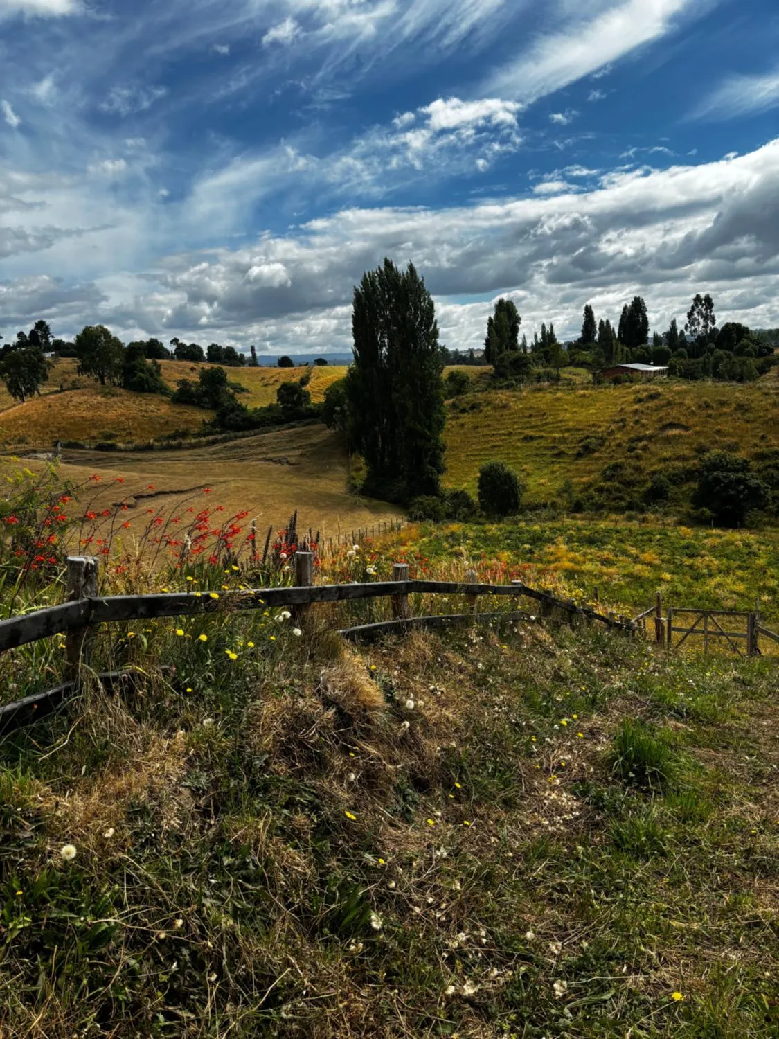 Queltehues natural - Foto 4