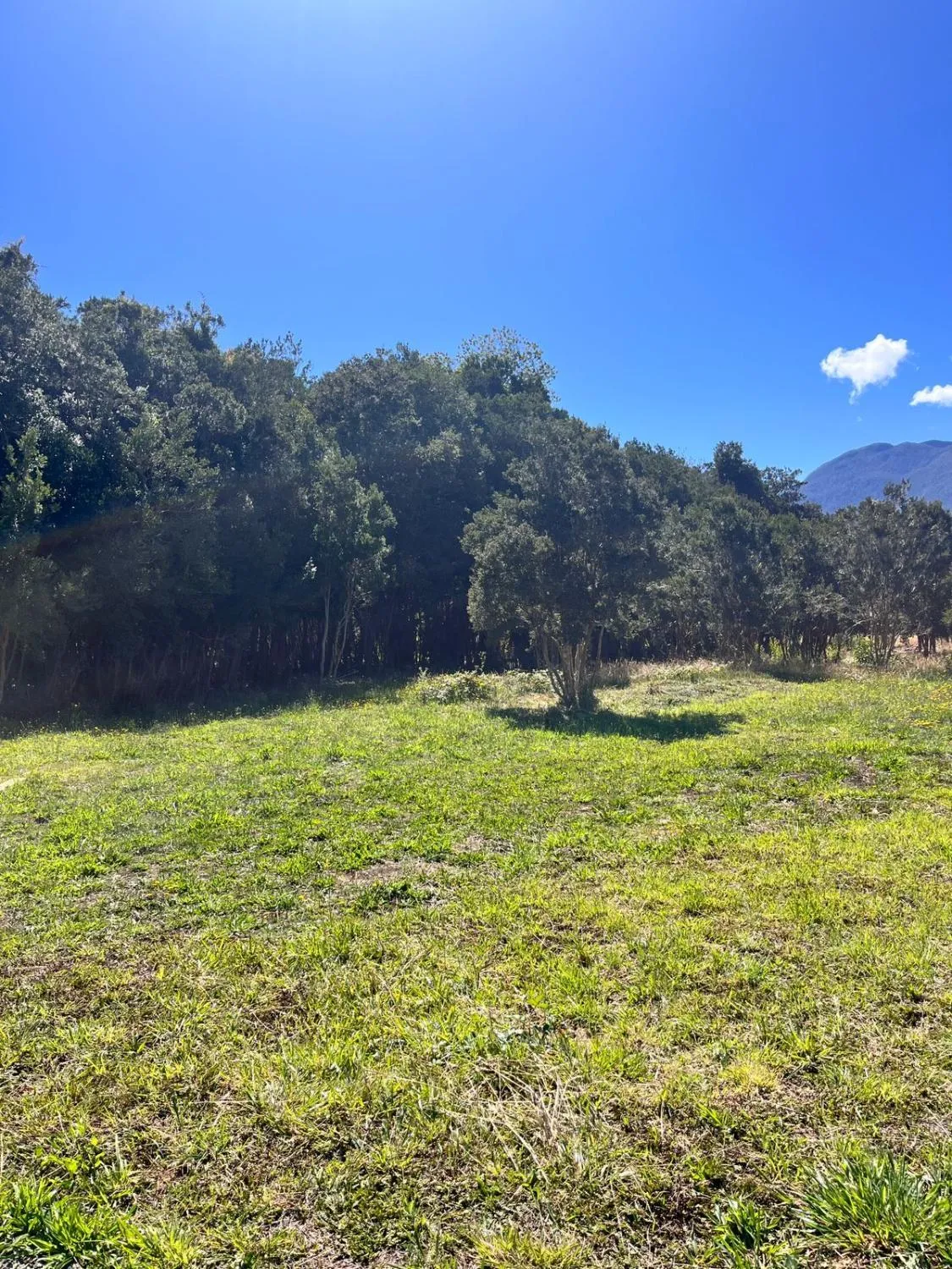 Wehuilli Puelo - Foto 3